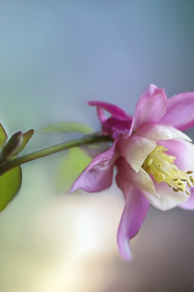 Розовый цветок водосбор крупным планом