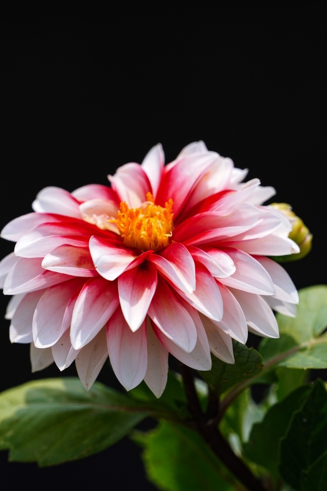 Розовый цветок георгина на черном фоне