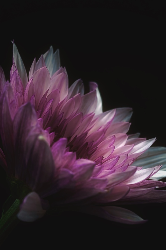 Розовый цветок георгина на черном фоне