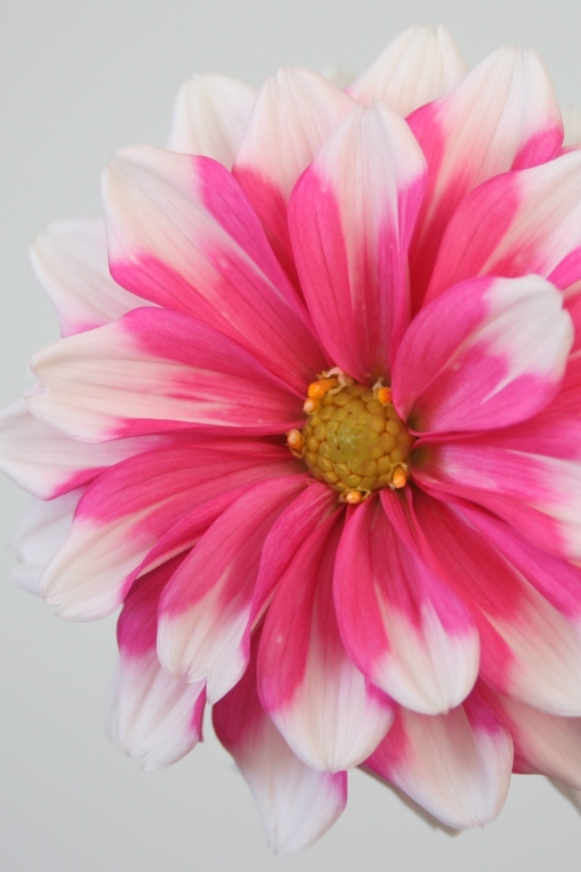 Розовый цветок георгина на сером фоне