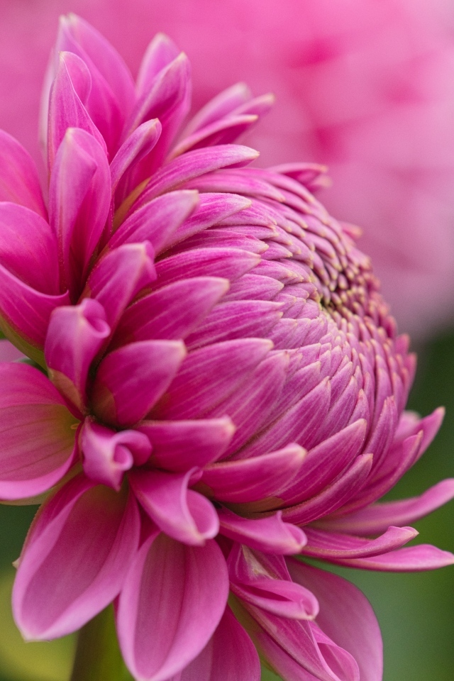 Розовый цветок георгина вид сбоку