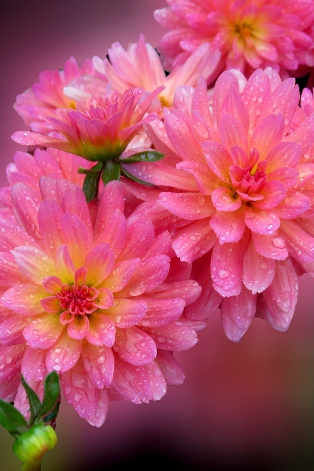 Розовые цветы георгина в каплях росы