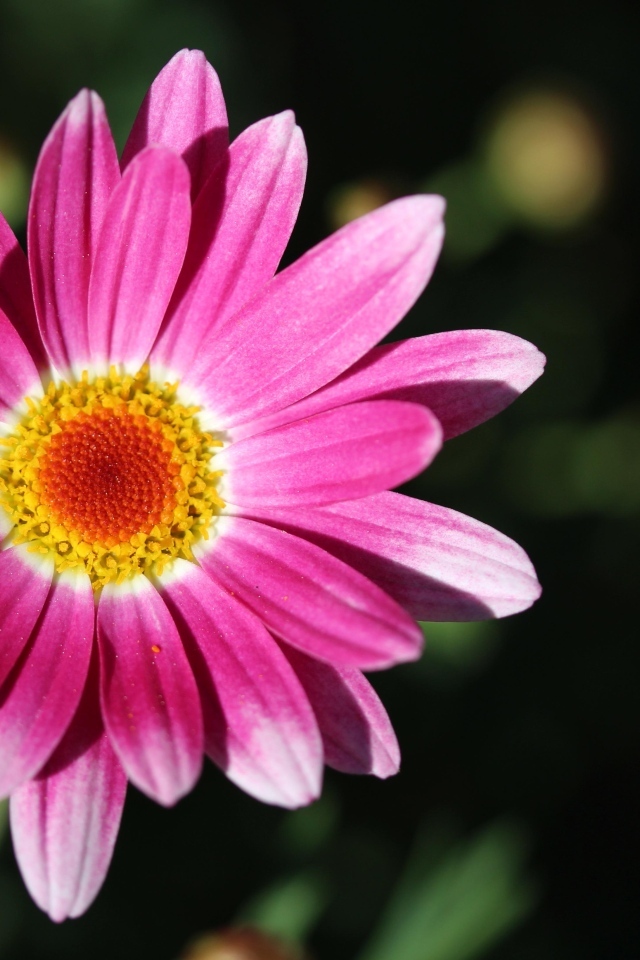 Розовый цветок ромашковидной хризантемы крупным планом