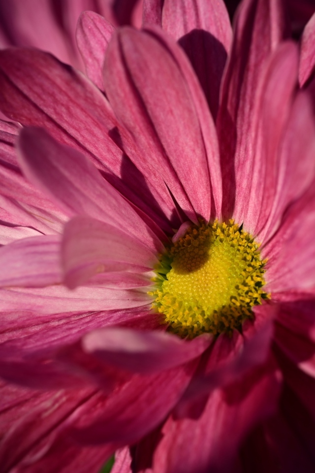 Розовая ромашковидная хризантема с желтой серединкой