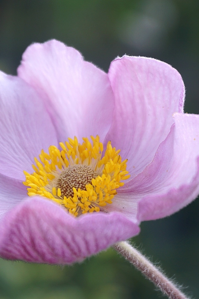 Розовый нежный цветок анемоны крупным планом