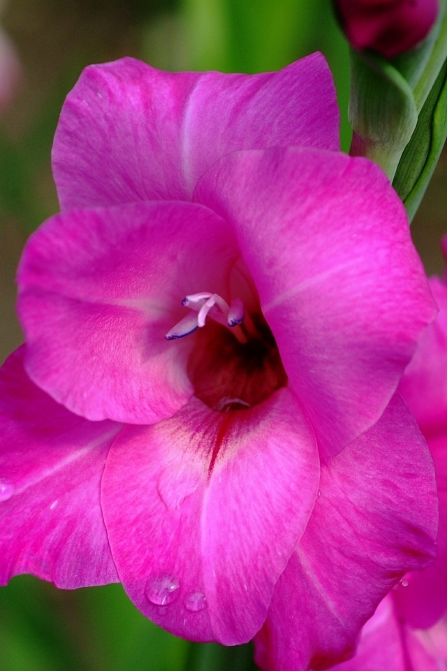 Розовый нежный цветок гладиолуса