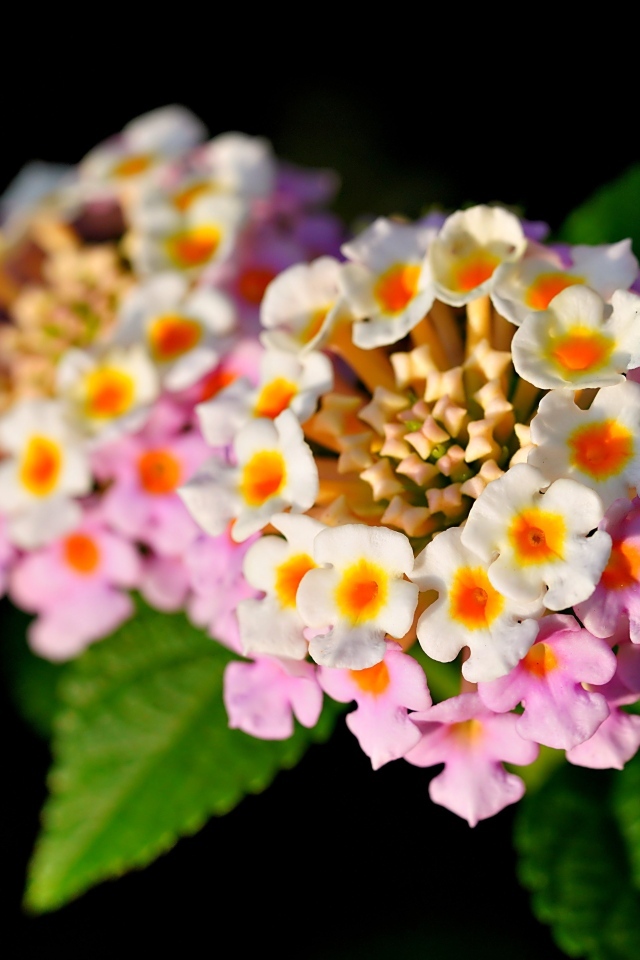 Розовый нежный комнатный цветок лантана