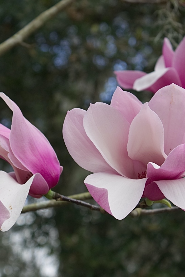 Розовые нежные цветы магнолии на ветке