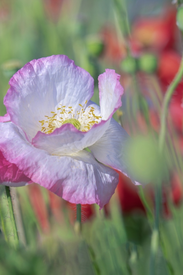 Розовый нежный цветок мака на поле крупным планом