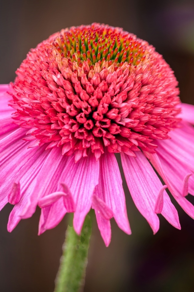 Розовый цветок эхинацеи крупным планом