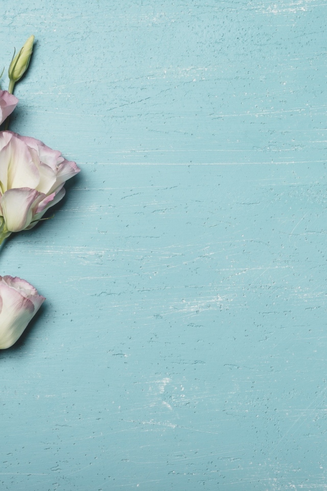 Розовый цветок эустомы на голубом столе