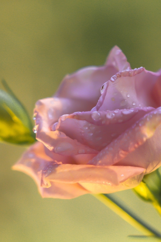 Розовый цветок эустомы с бутоном