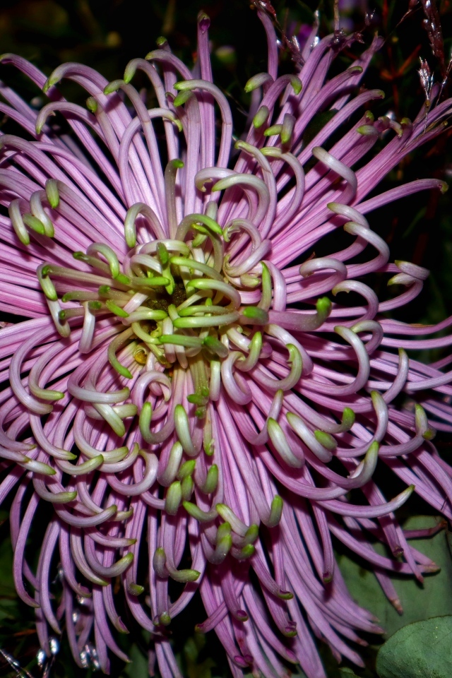 Розовый экзотический цветок крупным планом