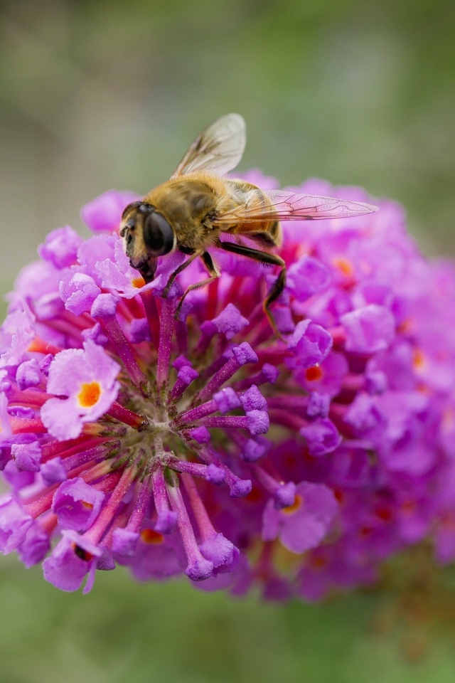 Розовый цветок с пчелой крупным планом