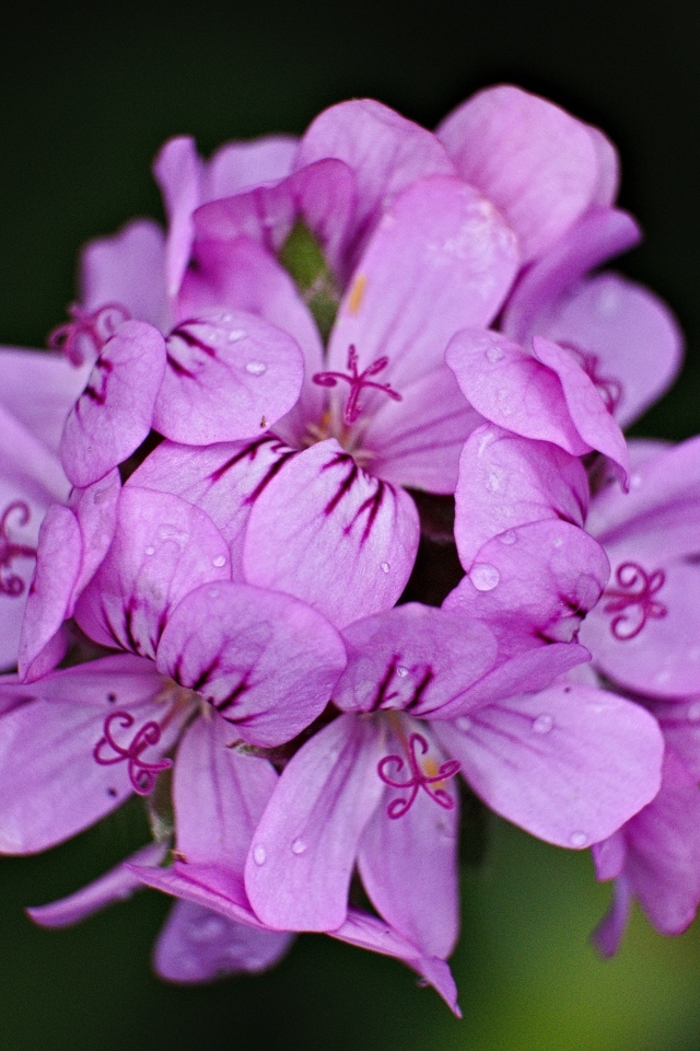 Розовые цветы в каплях росы крупным планом