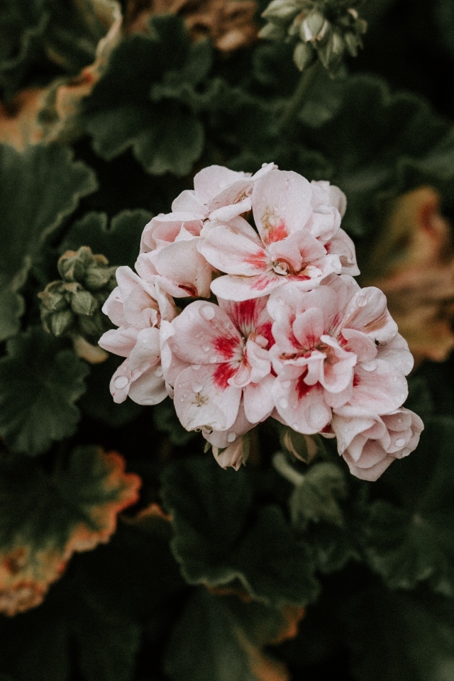 Розовые цветы комнатной герани