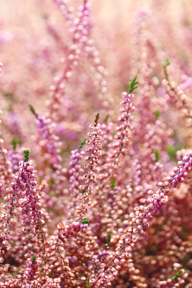 Розовые цветы полевого вереска