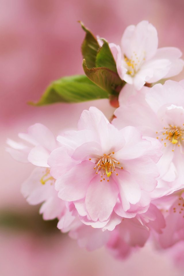 Розовые цветы на ветке с зелеными листьями весной