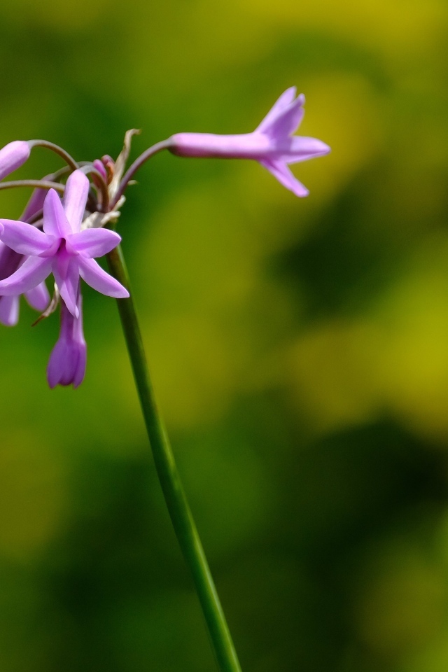 Розовые цветы на ветке растения крупным планом