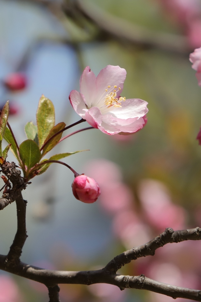 Розовые цветы на ожившем весеннем дереве