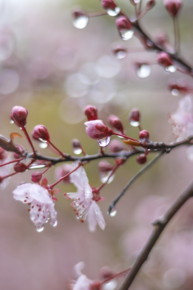 Розовые цветы на ветке дерева в каплях дождя весной