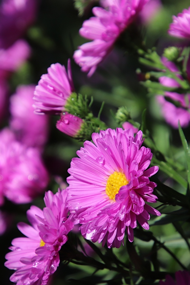 Розовые садовые астры крупным планом