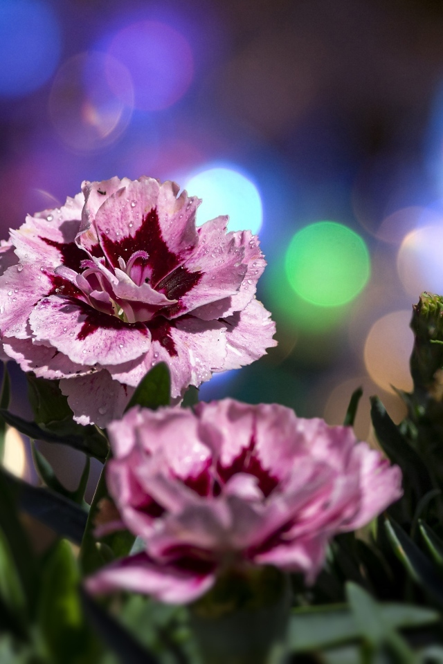 Розовые садовые гвоздики в лучах солнца