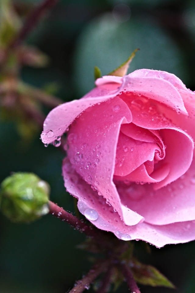 Розовая садовая роза с бутонами в каплях воды
