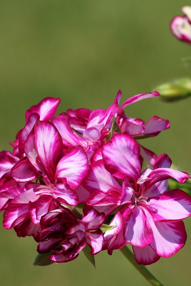 Розовые цветы герани крупным планом