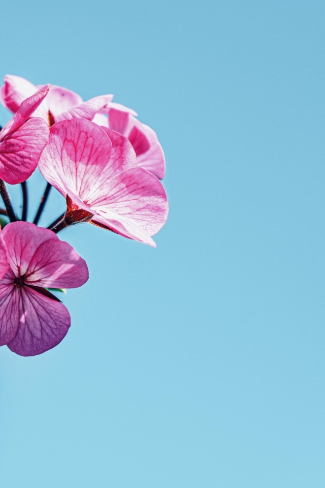 Розовые цветы герани на голубом фоне