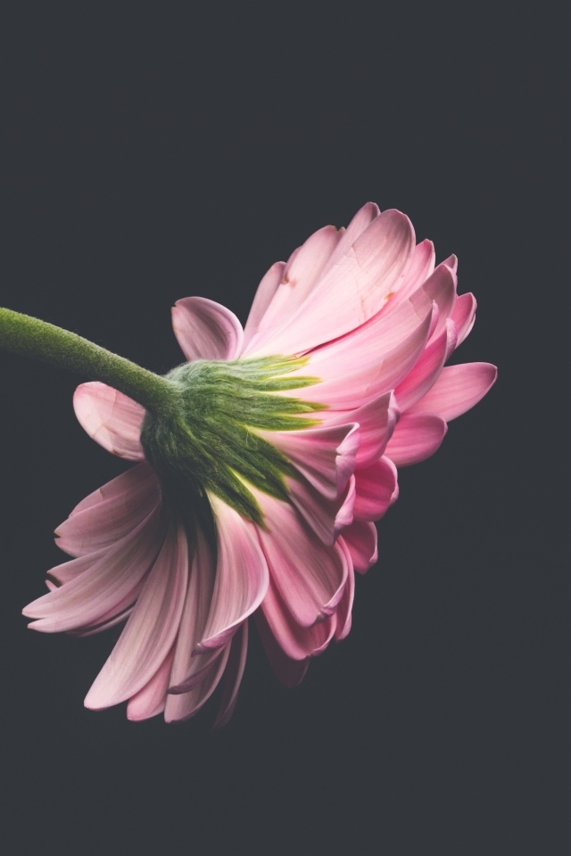 Розовый цветок герберы на сером фоне