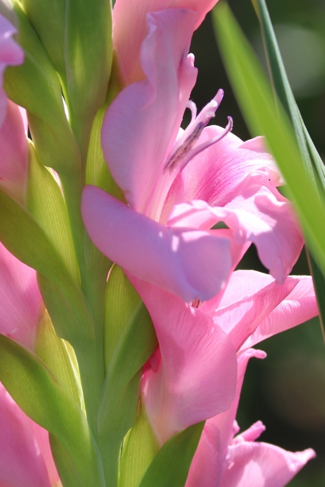 Розовые гладиолусы  с зелеными листьями крупным планом