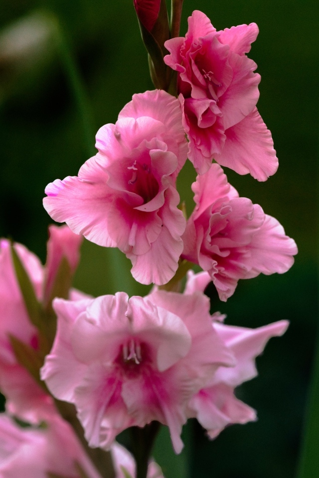 Розовые цветы гладиолуса крупным планом