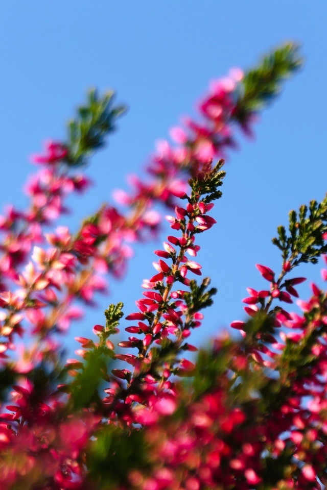 Розовый вереск на фоне голубого неба