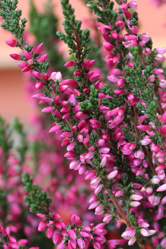 Розовые цветы вереска крупным планом