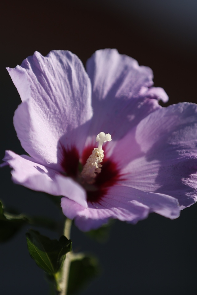 Розовый цветок гибискуса крупным планом