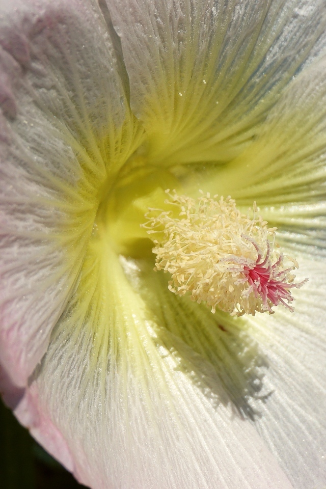 Розовый цветок гибискуса крупным планом