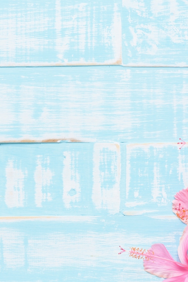 Розовые цветы гибискуса на голубом фоне