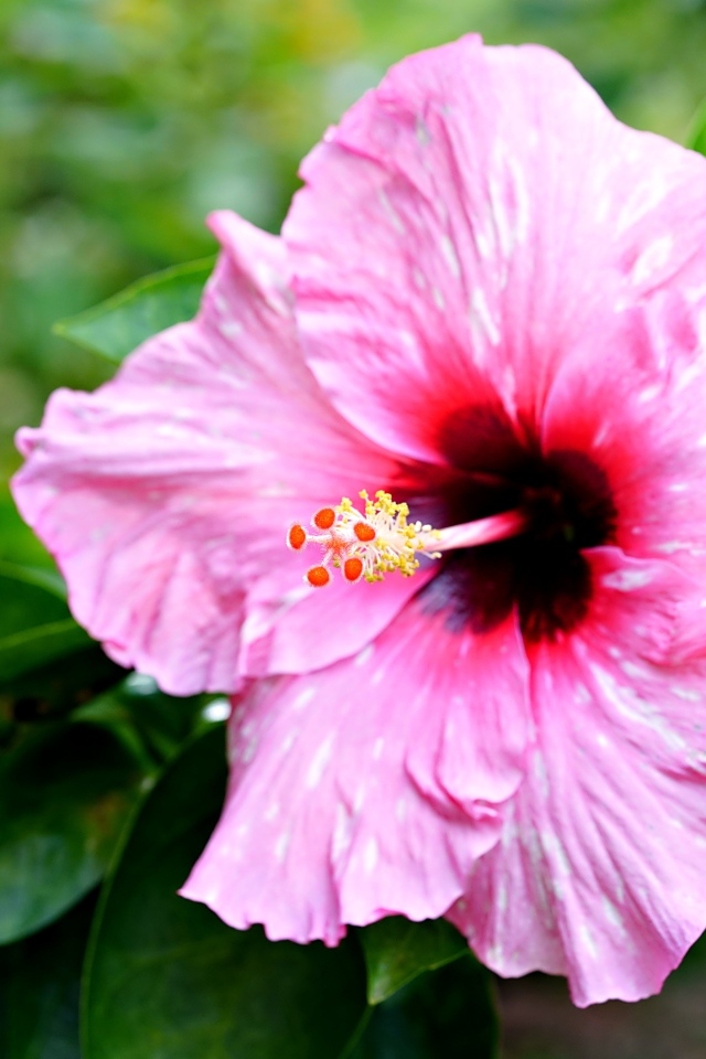 Розовый гибискус с зелеными листьями крупным планом