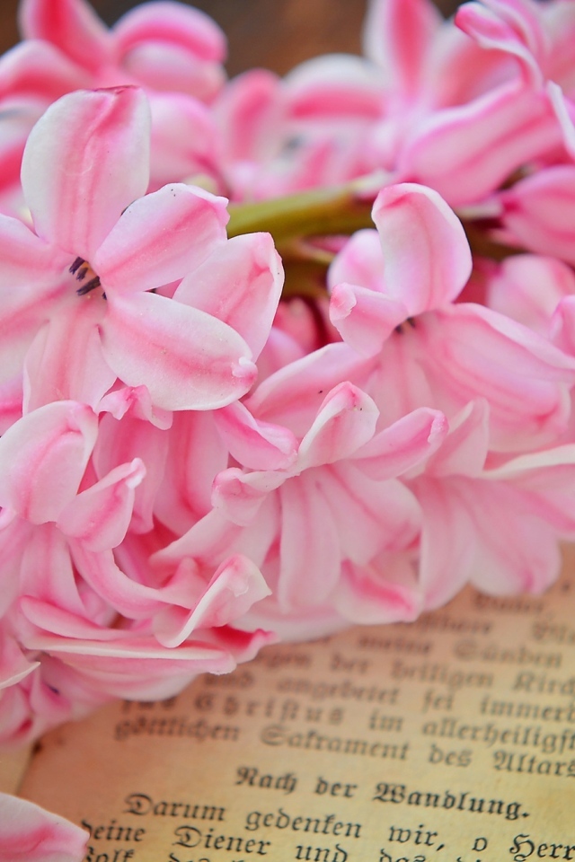 Розовый цветок гиацинта лежит на книге