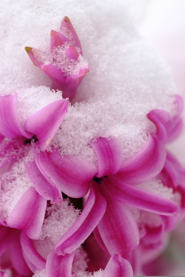 Розовые цветы гиацинта в снегу