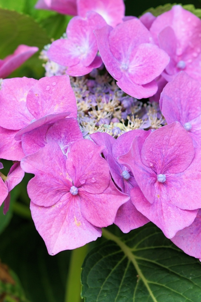 Цветы розовой гортензии распускаются в саду