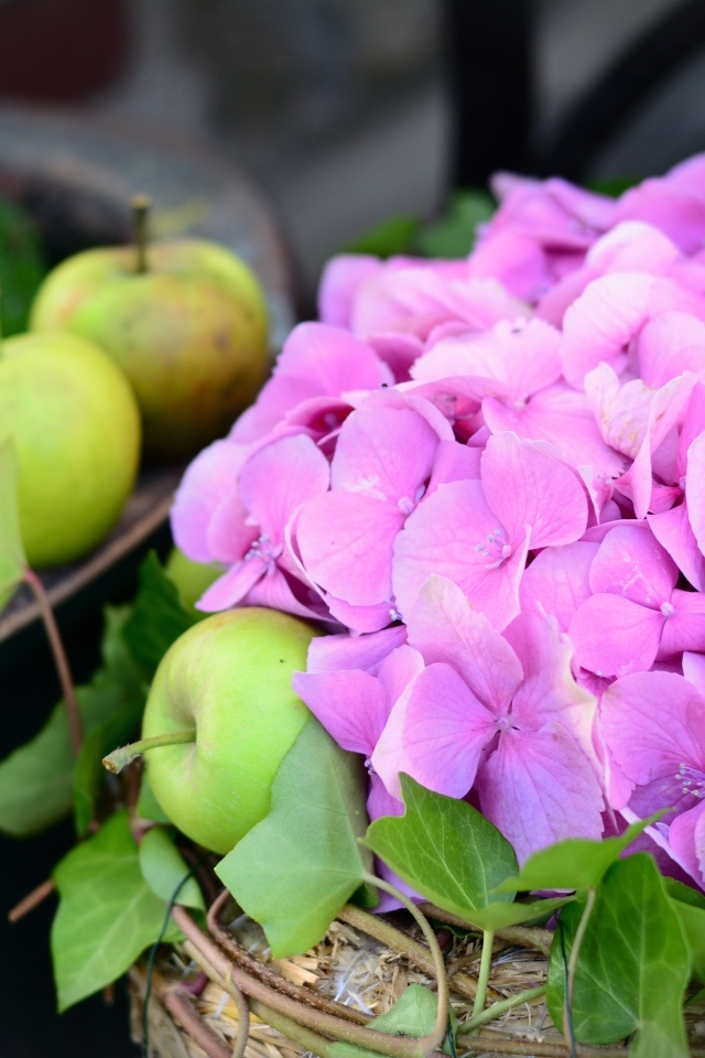 Розовые цветы гортензии с зелеными яблоками