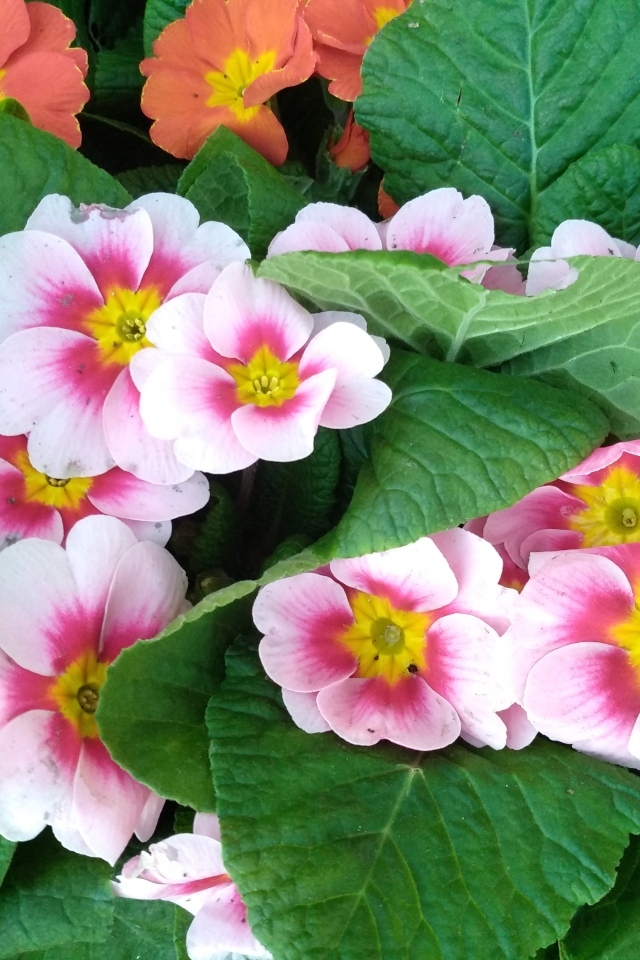 Розовый комнатный цветок примула с зелеными листьями