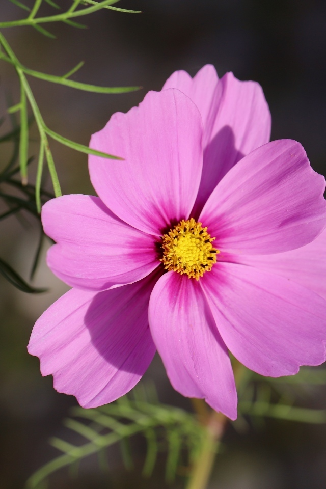 Розовый цветок космея крупным планом