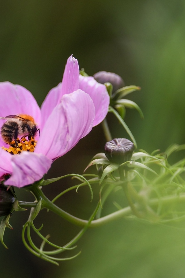 Розовый цветок космея с пчелой