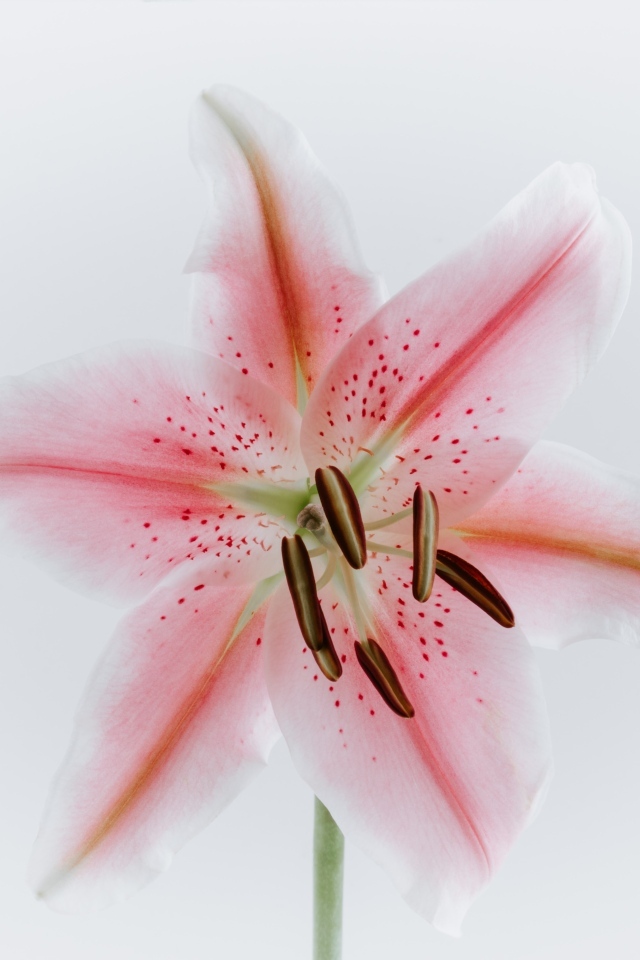 Розовый крупный цветок лилии на сером фоне
