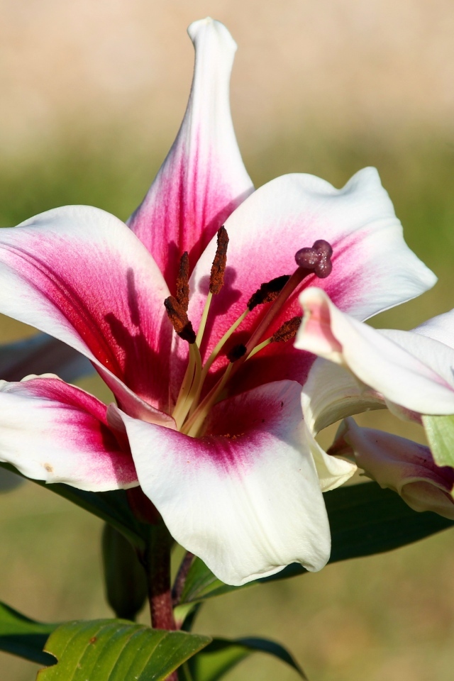 Розовые лилии в саду в лучах солнца