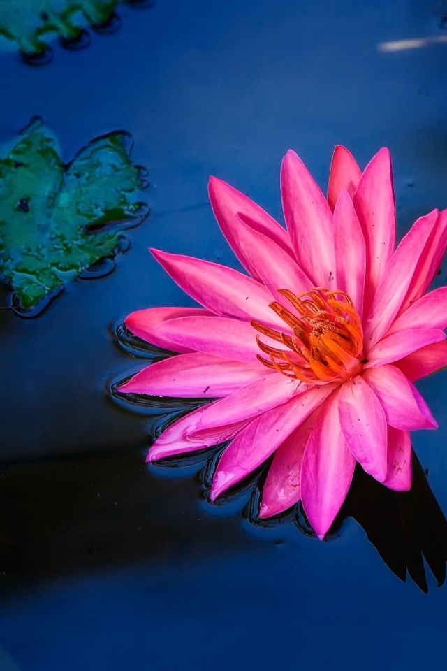 Розовый цветок лилии в воде 