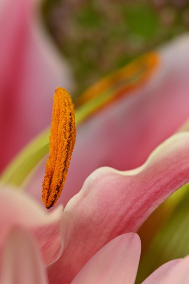 Розовая лилия с крупными  тычинками